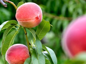 Peaches can be enjoyed in several ways, including on ice. (Postmedia News files)