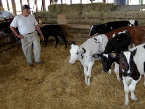 Beef and veal farmer Brian Hyland will be hosting Breakfast on the Farm,  where registered visitors will be treated to a free breakfast and a chance to ask a real farmer about the business. In photo, Hyland tends to black Angus cross cattle and traditional Holstein bulls Tuesday, Sept. 15, 2015. (NICK BRANCACCIO/The Windsor Star)
