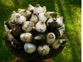 This undated photo provided by Dean Fosdick shows bulbs in a display garden near Amsterdam, in the Netherlands. Flower bulbs delivered by growers are nearly always disease-free because of rigorous industry-imposed inspections. Buy only the best bulbs available and store them properly until it's time to put them into the ground. (Dean Fosdick via AP)