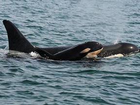 The orca calf near Sooke, B.C., on Monday, Sept. 7, 2015. (Associated Press files)