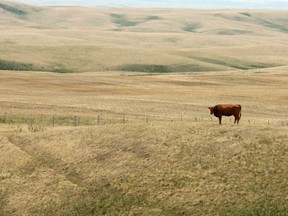 Drought conditions have many Alberta ranchers concerned.