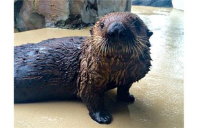 Mishka, a one-year-old sea otter at the Seattle Aquarium, is learning to use a puffer after being diagnosed with asthma.