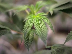A juvenile marijuana plant is pictured in this 2015 file photo. THE CANADIAN PRESS/Darren Calabrese