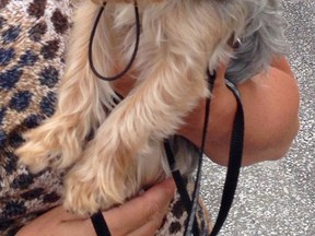 LaSalle police are seeking Willy, a Tea Cup Yorkie.