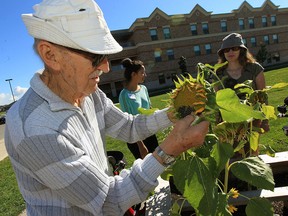Garden supervisor John Kelch, 94, left, harvests sunflower seeds at Village of Aspen Lake Sept. 22, 2015. Under guidance of Christina Klein, behind right, seniors plant and grow vegetables, herbs and flowers, a form of therapy. (NICK BRANCACCIO/The Windsor Star)