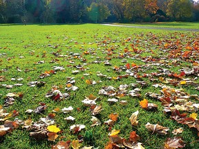 All those leftover leaves make great fertilizer.