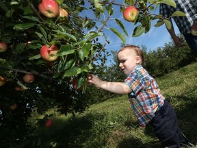 Aiden McKenzie picks apples with his parents Mark McKenzie and Jennifer Piazza at Wagner Orchards in Lakeshore on Tuesday, September 15, 2015.                              (TYLER BROWNBRIDGE/The Windsor Star)