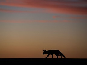Increasing numbers of coyote sightings in urban areas have raised concerns in Lakeshore. ((AP Photo/Felipe Dana)