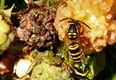 The sting of late summer: Beware of yellowjackets, bees' more aggressive cousins. (Associated Press files)