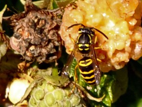 The sting of late summer: Beware of yellowjackets, bees' more aggressive cousins. (Associated Press files)