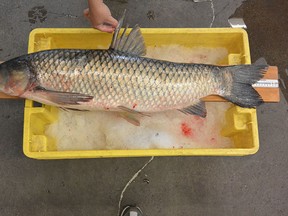 A grass carp, a member of the Asian carp family was caught in Lake Erie on Sept. 17, 2015. (Courtesy of Ministry of Natural Resources and Forestry)