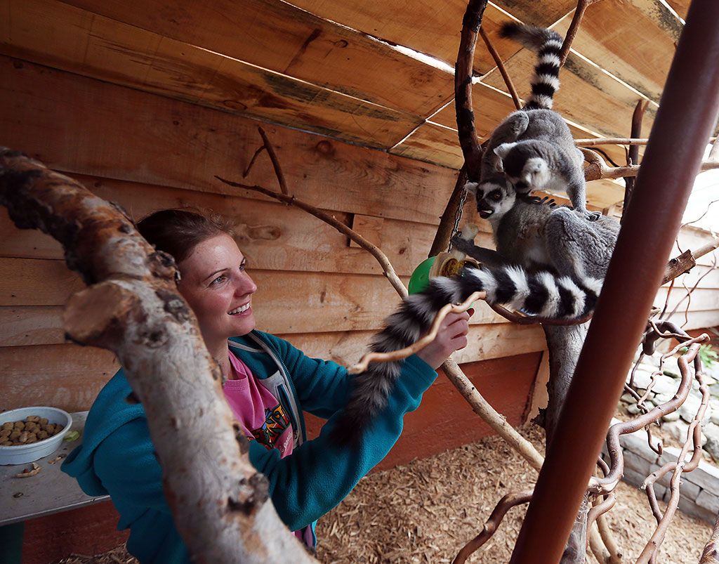 Baby lemurs arrive at Colasanti's Tropical Gardens