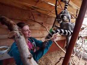 Ashley Colasanti-Furtado feeds a pair of Lemurs in their enclosure at Colasanti's Tropical Gardens in Ruthven on Tuesday, Sept. 22, 2015. The pair are the latest addition to the zoo area.                                 (TYLER BROWNBRIDGE/The Windsor Star)
