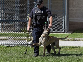 Dog handler Const. Sean Richardson works with Hasko, the latest addition to the force, at the Tilston Training Branch in Windsor on Wednesday, Sept. 16, 2015.                               (TYLER BROWNBRIDGE/The Windsor Star)