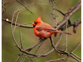 WINDSOR, ON: OCTOBER 31, 2012 -- A cardinal is seen in the trees at the Ojibway Nature Centre in Windsor on Wednesday, October 31, 2012.               (TYLER BROWNBRIDGE / The Windsor Star)  *Cruiser