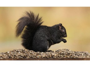 In this file photo, a squirrel feasts on bird seed at the Ojibway Nature Centre in Windsor on Wednesday, October 31, 2012.               (TYLER BROWNBRIDGE / The Windsor Star)