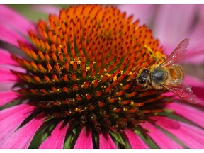 A worker bee collects pollen from a cone flower in the backyard oasis of Gerry and Margaret England on Church Street in South Windsor Tuesday July 22, 2014.