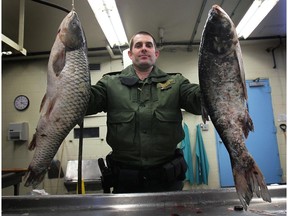 Kevin Sprague, a conservation officer with the Ministry of Natural Resources displays two types of Asian Carp species that were seized at the Windsor/Detroit border in this 2015 file photo. An Edmonton trucking company was busted for importing a large quantity of the fish into Canada and fined $70,000.