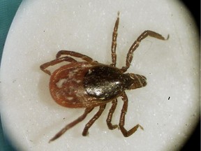 A blacklegged ticks seen under the microscope.