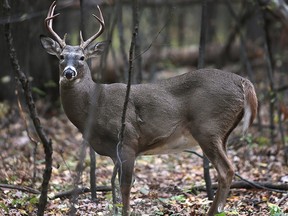 A male deer is shown on Friday, Oct. 23, 2015, at the Ojibway Park in Windsor, Ont.