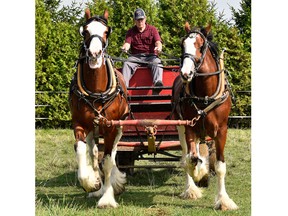Gerald Wismer takes his Clydesdales for a run on the track. - Ed Goodfellow: Special to Windsor Star