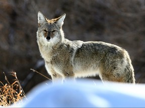 A wild coyote is pictured in this file photo.