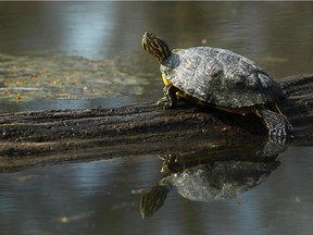 A turtle sits on a log at the Ojibway Nature Centre on a sunny spring day.