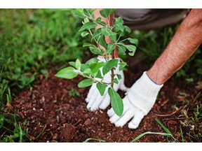 Photo of tree-planting by fotolia.com.