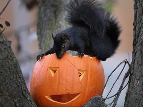 A squirrel munches on a pumpkin on Tuesday, Oct. 27, 2015, in Windsor, Ont.