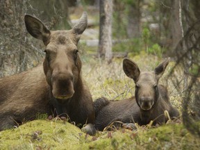 An image from the nature documentary Moose: A Year in the Life of a Twig Eater, directed by Windsor-born filmmaker Susan Fleming.