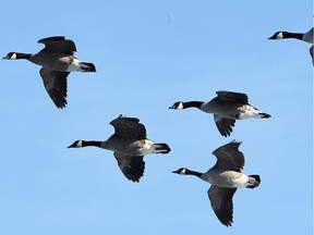 Canada Geese fly in the city's east side on a sunny winter day.