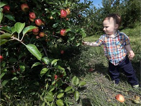 Aiden McKenzie picks apples with his parents Mark McKenzie and Jennifer Piazza at Wagner Orchards in Lakeshore on Tuesday, September 15, 2015. Local apple growers were spared some of the  weather damage suffered by other Ontario orchards this year.                             TYLER BROWNBRIDGE
