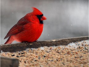 On a grey winter day, a male  cardinal creates a striking contrast at the Ojibway Nature Centre on Matchette Road .