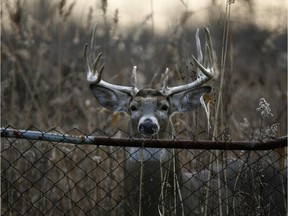 A buck peers over a rusted chainlink fence at the Ojibway Prairie Provincial Nature Reserve on a late fall day.