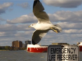 A Seagull flys over the Detroit River on a crisp sunny day in Windsor.