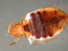 A bed bug is seen in this file photo.