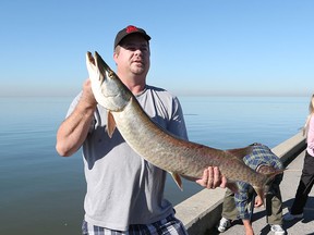 Mike Critchlow displays a monster muskie after catching it from shore at the Belle River Marina on Tuesday November 3, 2015. Critchlow an avid fisherman quickly unhooked the fish and released it back to Lake St. Clair.