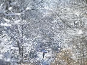 Kristine Zambito takes a walk with her rescue dog, Max, through a snow-covered Ojibway Park, Sunday, Nov. 22, 2015. (DAX MELMER/Windsor Star)