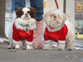 Shih Tzu dogs named Yoky  and Amy bundle up for the cold while walking along Church Street with their owner Gail Kelly on Nov. 23, 2015.