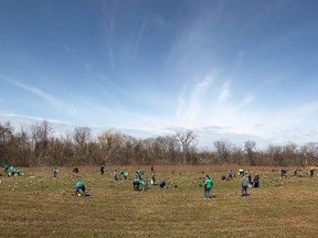 Hundreds came out to the Little River Corridor to plant trees for the Essex Region Conservation Authority in this 2014 file photo.