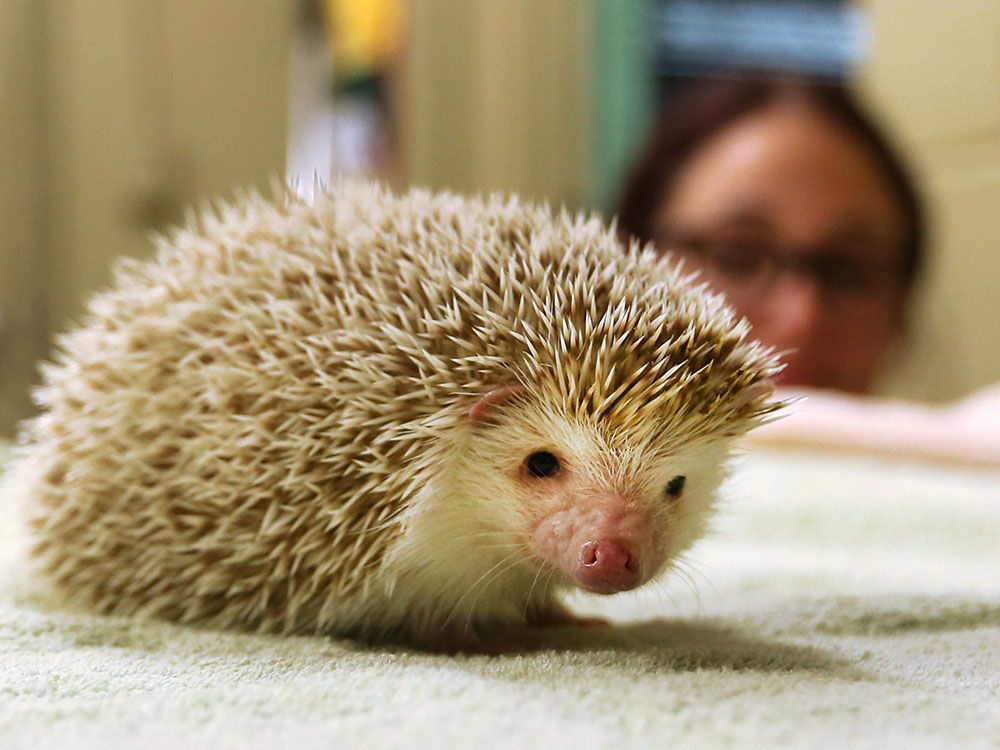 Just a little hedgehog's family on Tumblr
