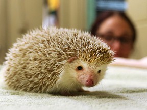 Kara Therrien, a registered veterinary technician with the Windsor Essex County Humane Society, keeps an eye on a hedgehog named Jemima that is recovering from cancer surgery.