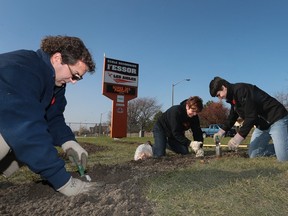 L'Essor teachers Mark Couture and Carole Papineau along with student Adam Roy (R) plant some of the 700 hundred tulip bulbs at the school on Wednesday, Nov. 11, 2015.