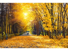 Taking a stroll in a colourful autumn park on a sunny day. Photo by fotolia.com.