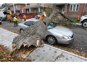City workers remove a large tree that crashed down on a car on Thursday, November 12, 2015, in the 1000 block of Pelissier St. in Windsor, ON. Heavy winds caused problems across the region.   (DAN JANISSE/The Windsor Star)