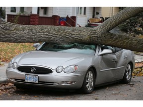 A large tree crashed down on a car on Thursday, November 12, 2015, in the 1000 block of Pelissier St. in Windsor, ON. Heavy winds caused problems across the region.   (DAN JANISSE/The Windsor Star)