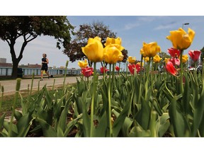 In this file photo, a runner makes his way along the riverfront trail in Windsor on a beautiful Tuesday, May 20, 2014.             (TYLER BROWNBRIDGE/The Windsor Star)

*tgbpoy2014