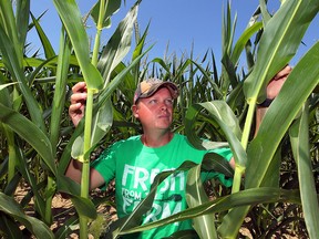 Lakeshore corn farmer Brendan Byrne checks out his crop in this file photo.