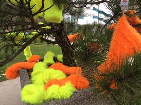 Knitted items are strung in trees along City Hall Square in Windsor on Dec. 15, 2015.