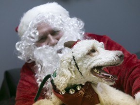Kaya, a standard poodle, sits with Santa for a photo at a Christmas party at Animal Antics, an indoor dog park and daycare, Saturday, Dec. 19, 2015.